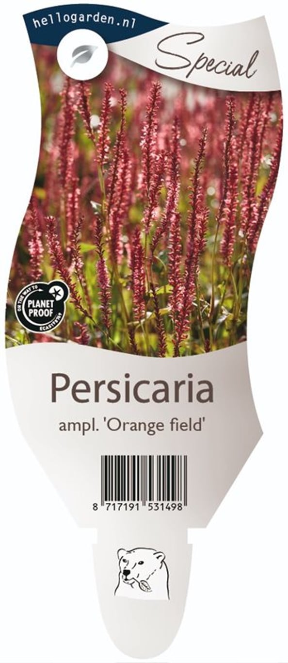 Persicaria ampl. 'Orange Field'® - P11